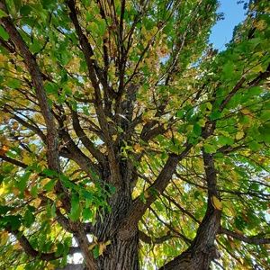 Meet your Posher, Marianne